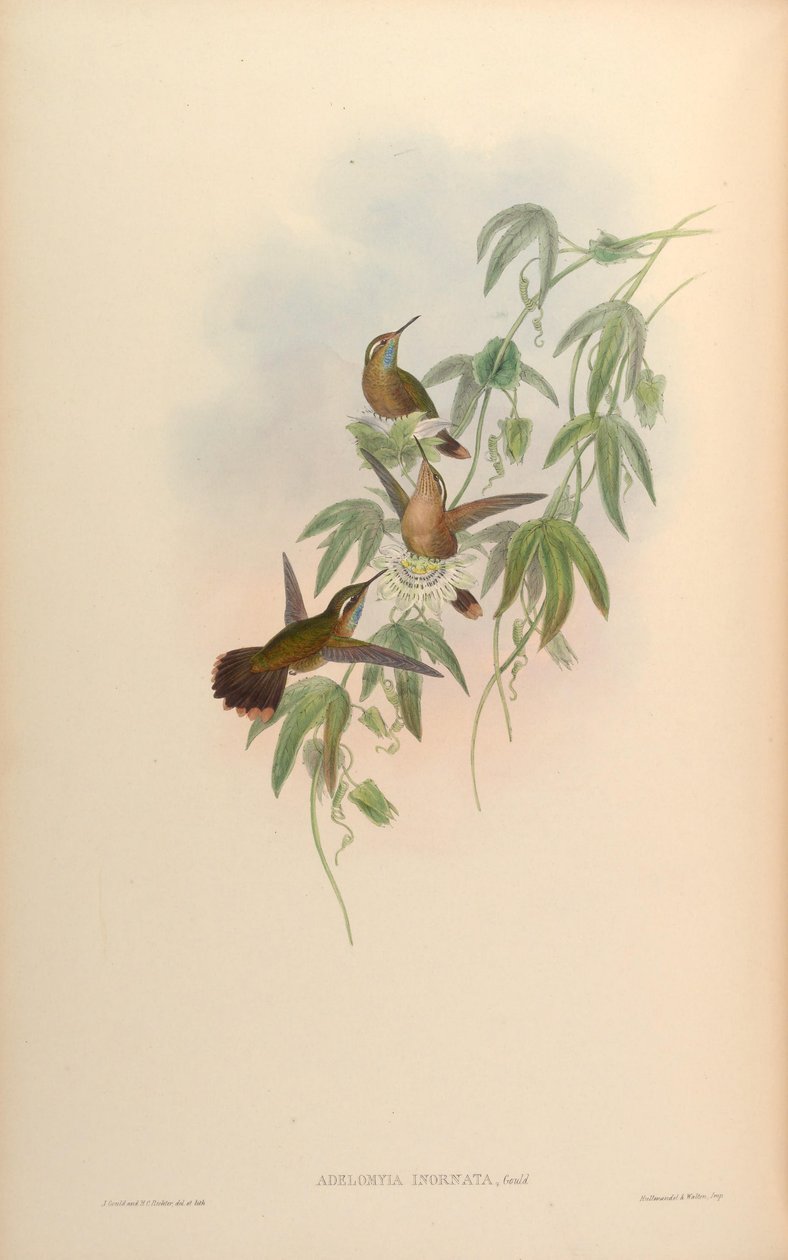 Adelomyia inornata = Adelomyia melanogenys inornata بواسطة جون جولد