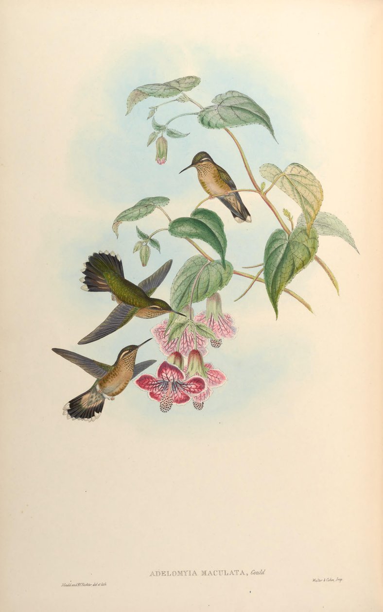 Adelomyia maculata = الخلايا العضلية للعضل بواسطة جون جولد