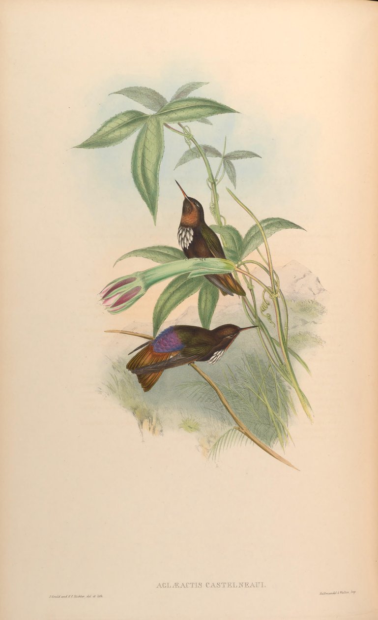 Aglaeactis castelnaui = Aglaeactis castelnaudii (كما هو مذكور في الكتاب نفسه) بواسطة جون جولد