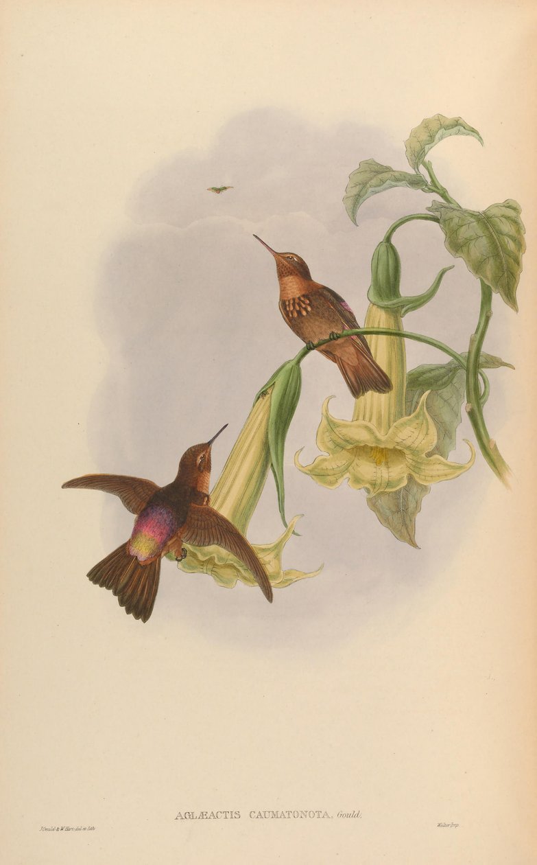 Aglaeactis caumatonota = Aglaeactis cupripennis caumatonotus بواسطة جون جولد