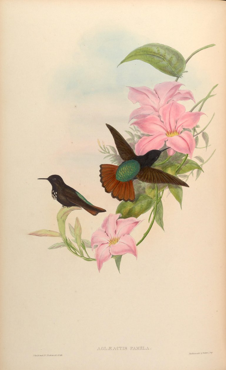 Aglaeactis pamela بواسطة جون جولد