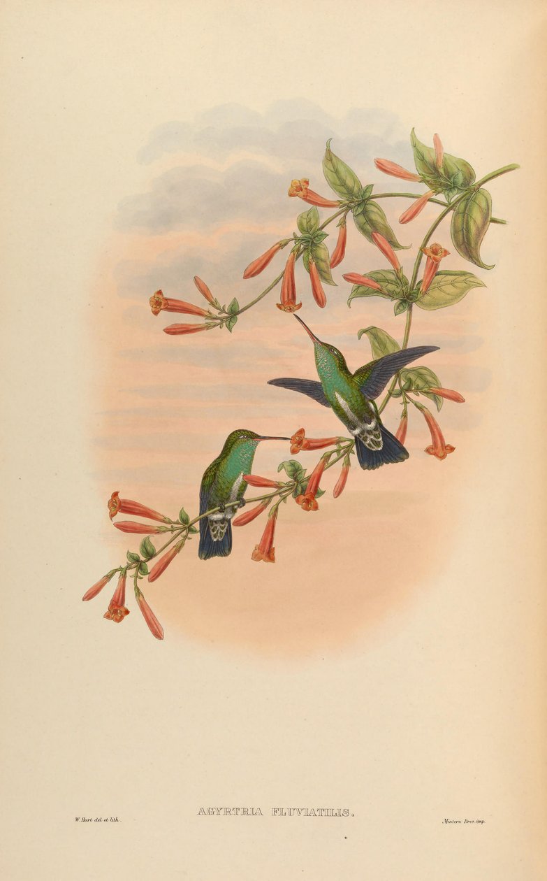 Agyrtria fluviatilis = Amazilia fimbriata apicalis بواسطة جون جولد