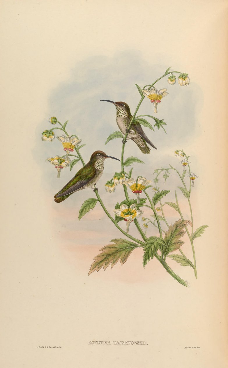 Agyrtria taczanowskii = Leucippus taczanowskii بواسطة جون جولد
