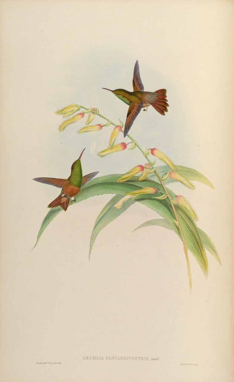 Amazilia castaneiventris بواسطة جون جولد