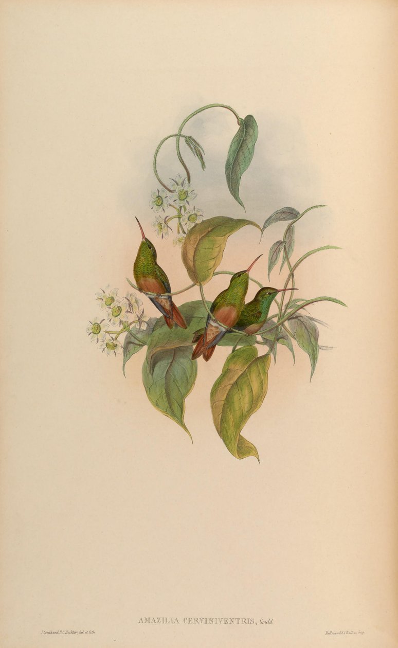 Amazilia cerviniventris = Amazilia yucatanensis cerviniventris بواسطة جون جولد