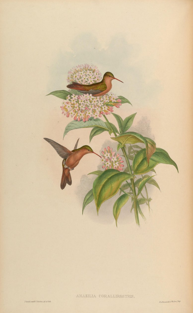 Amazilia corallirostris = Amazilia rutila corallirostris بواسطة جون جولد