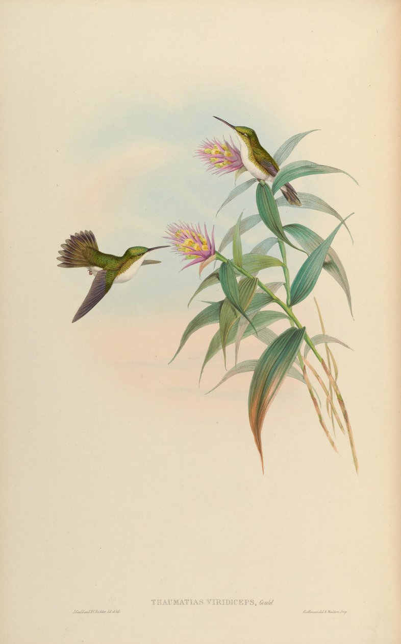 Amaxilia leucogaeter = Amidilia France viridiceps بواسطة جون جولد