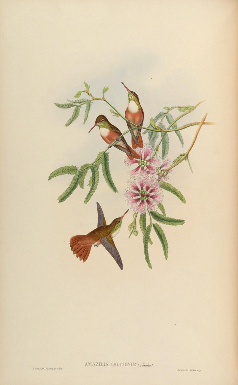Amazilia leucophaea = Amazilia amazilia leucocephala بواسطة جون جولد