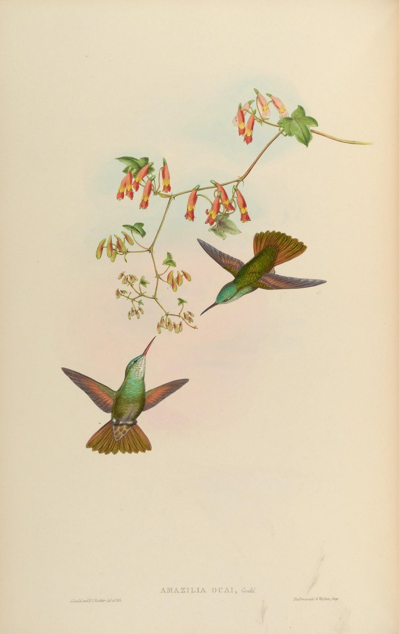 Amazilia ocai = Amazilia cyanocephala x Amazilia beryllina بواسطة جون جولد