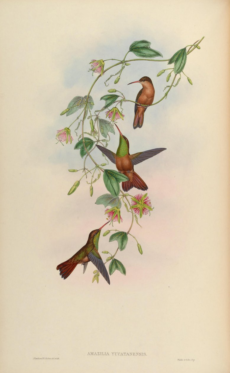 Amazilia yucatanensis بواسطة جون جولد