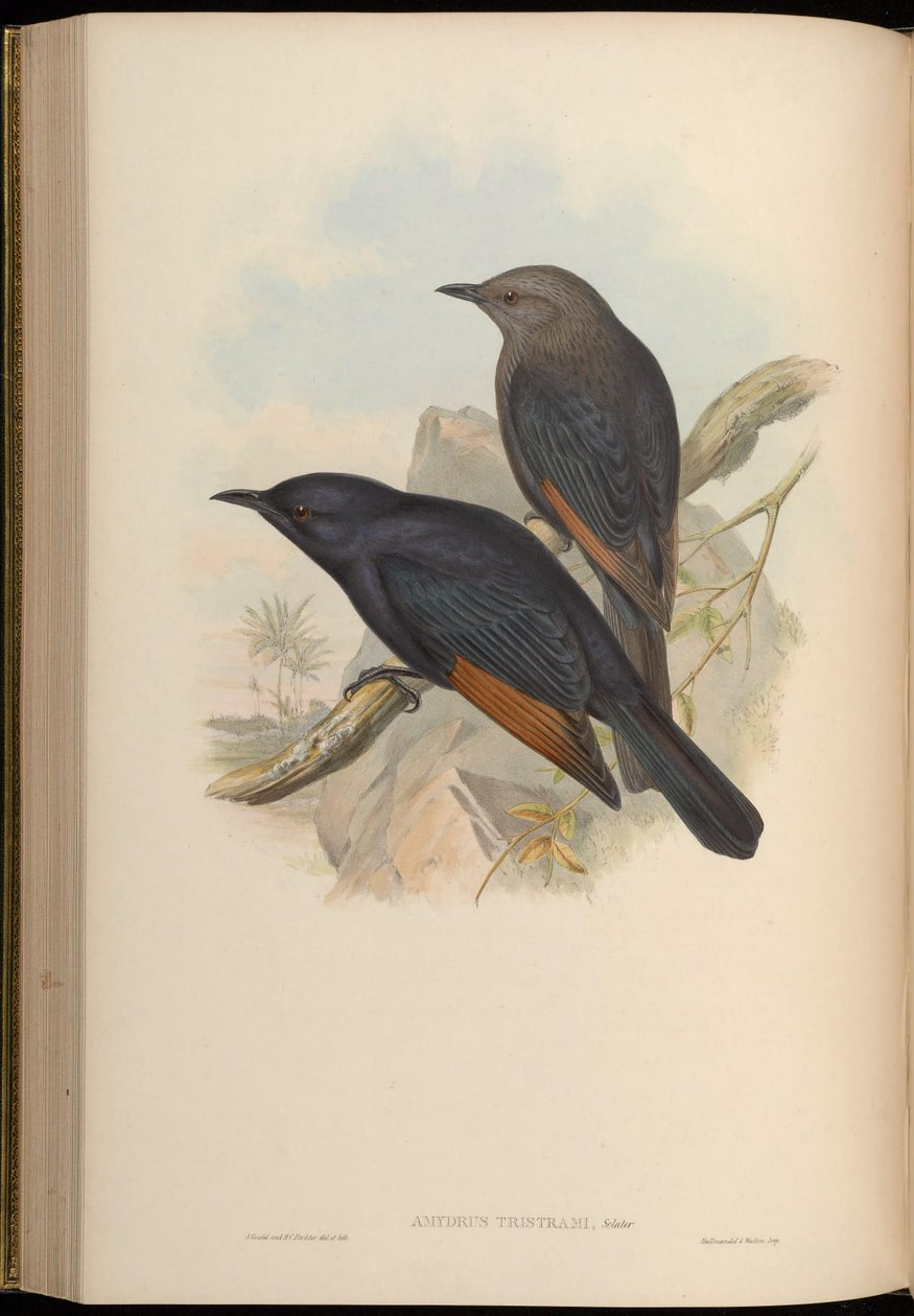 Amydrus tristamii = Onychognathus tristramii بواسطة جون جولد