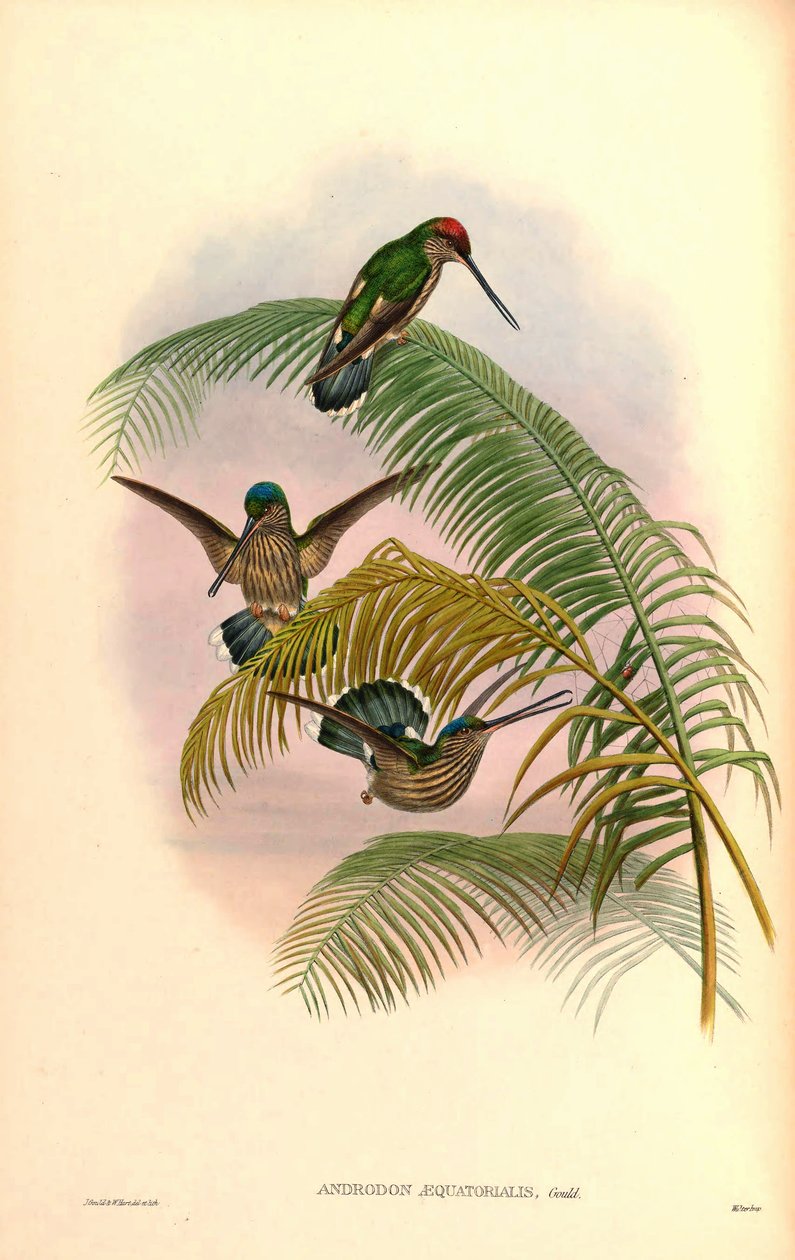 Androdon aequatorialis بواسطة جون جولد