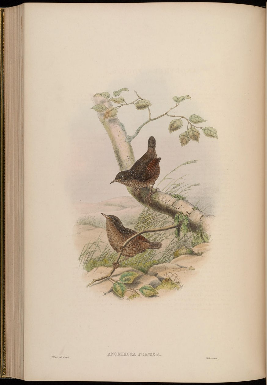 Anorthura جميلة و جميلة = Spelaeornis بواسطة جون جولد
