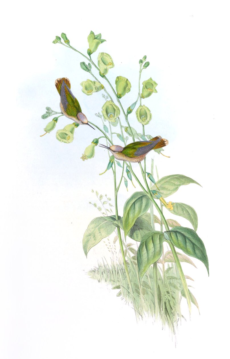 anocephala floriceps = Syn بواسطة جون جولد