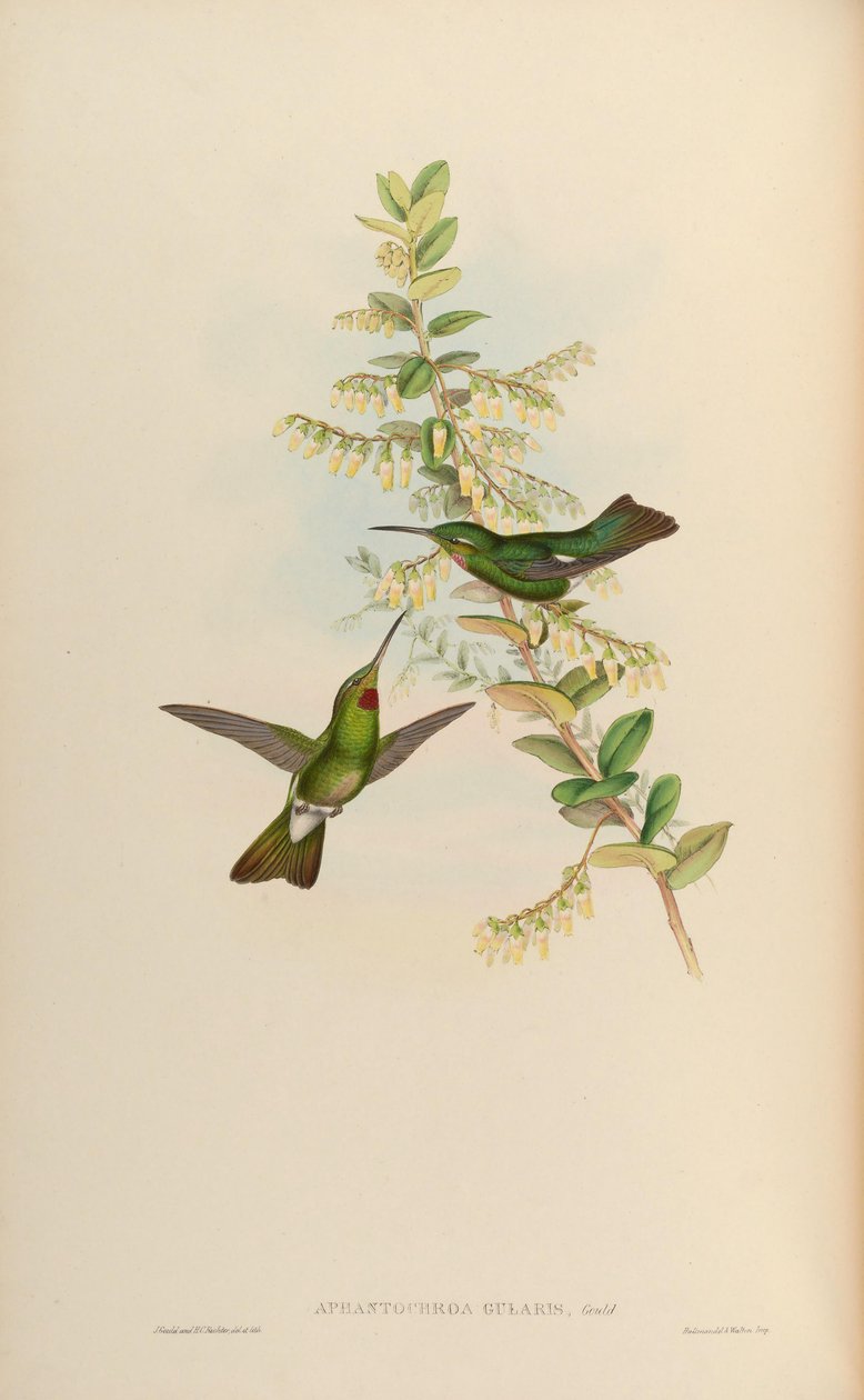 Aphantochroa gularis = Heliodoxa gularis بواسطة جون جولد