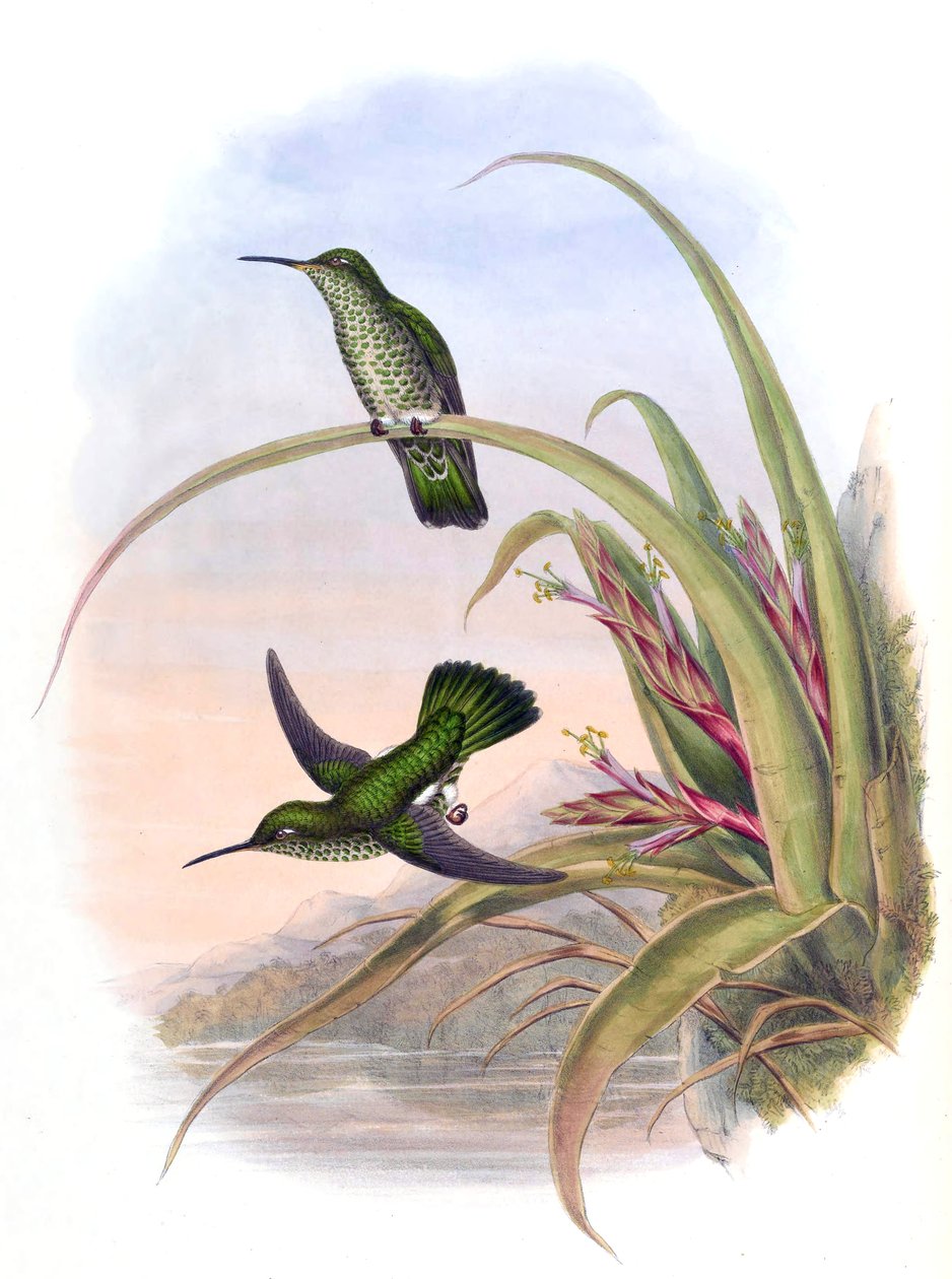 Aphantochroa hyposticta = تافروسبيلوس hypostictus بواسطة جون جولد
