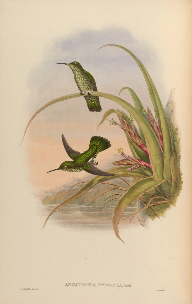 Aphantochroa hyposticta = تافروسبيلوس hypostictus بواسطة جون جولد