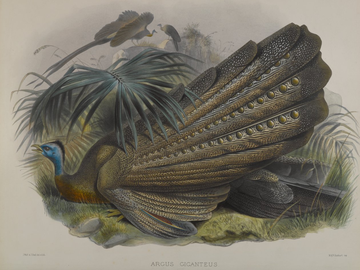 أرجوس جيجانتيوس: Great Argus Pheasant بواسطة جون جولد