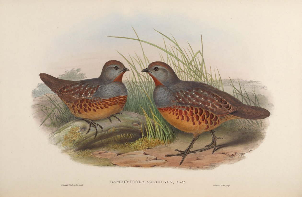 Bambusicola sonorivox = Bambusicola thoracicus sonorivox بواسطة جون جولد
