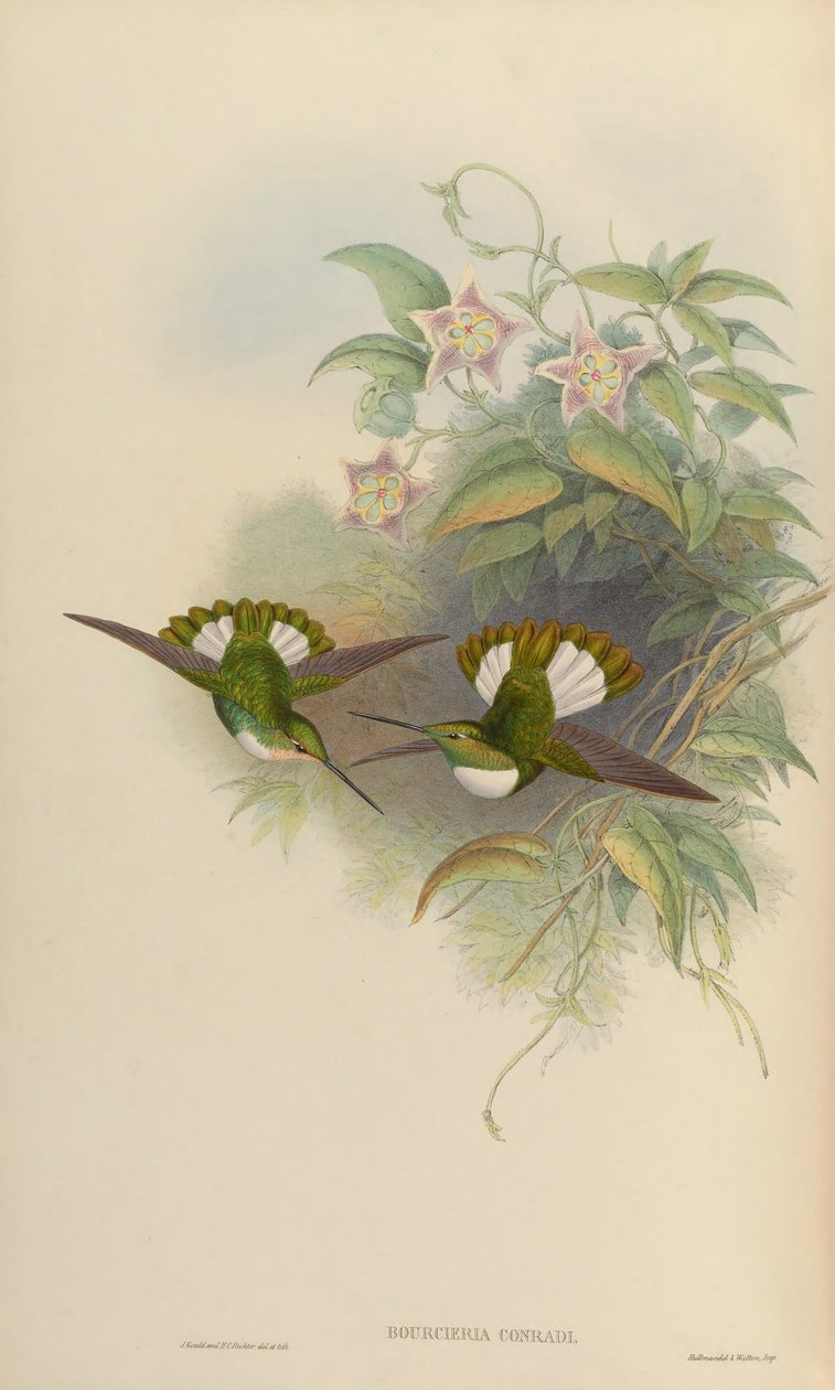 Bourciera conradi = Coeligena torquata conradii بواسطة جون جولد