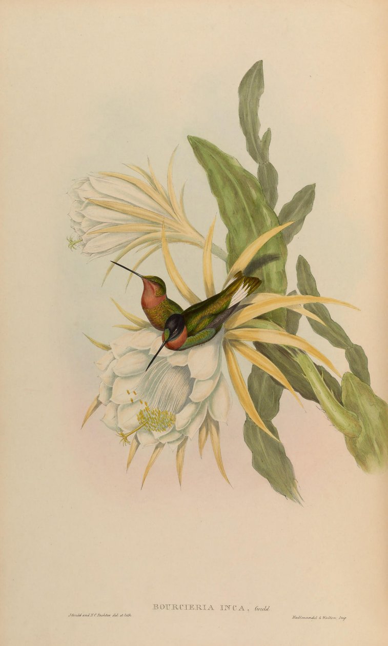 Bourciera inca = Coeligena torquata inca بواسطة جون جولد