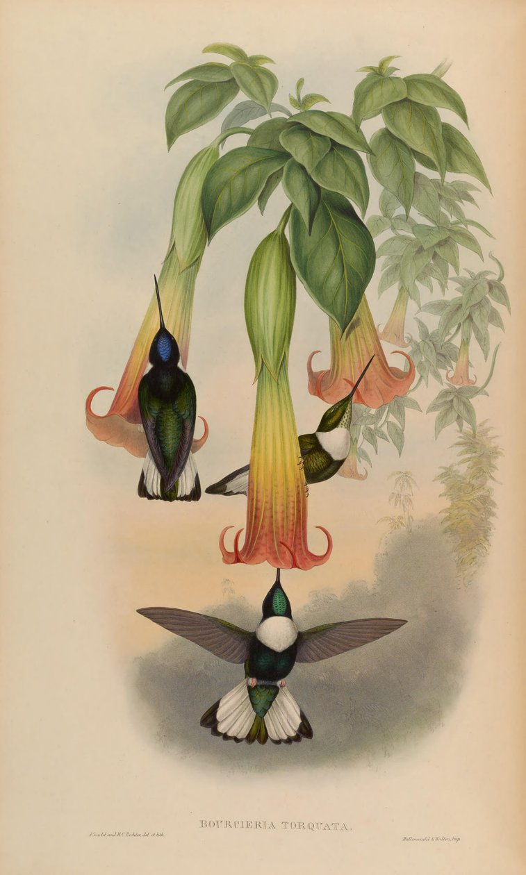 Bourciera torquata = Coeligena torquata بواسطة جون جولد