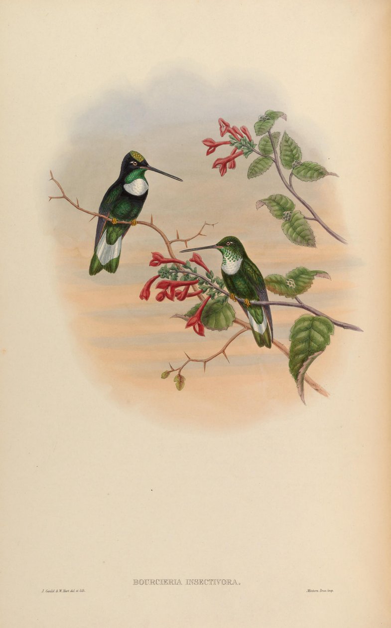 حشرة البورسيريا = Coeligena torquata insectivora بواسطة جون جولد