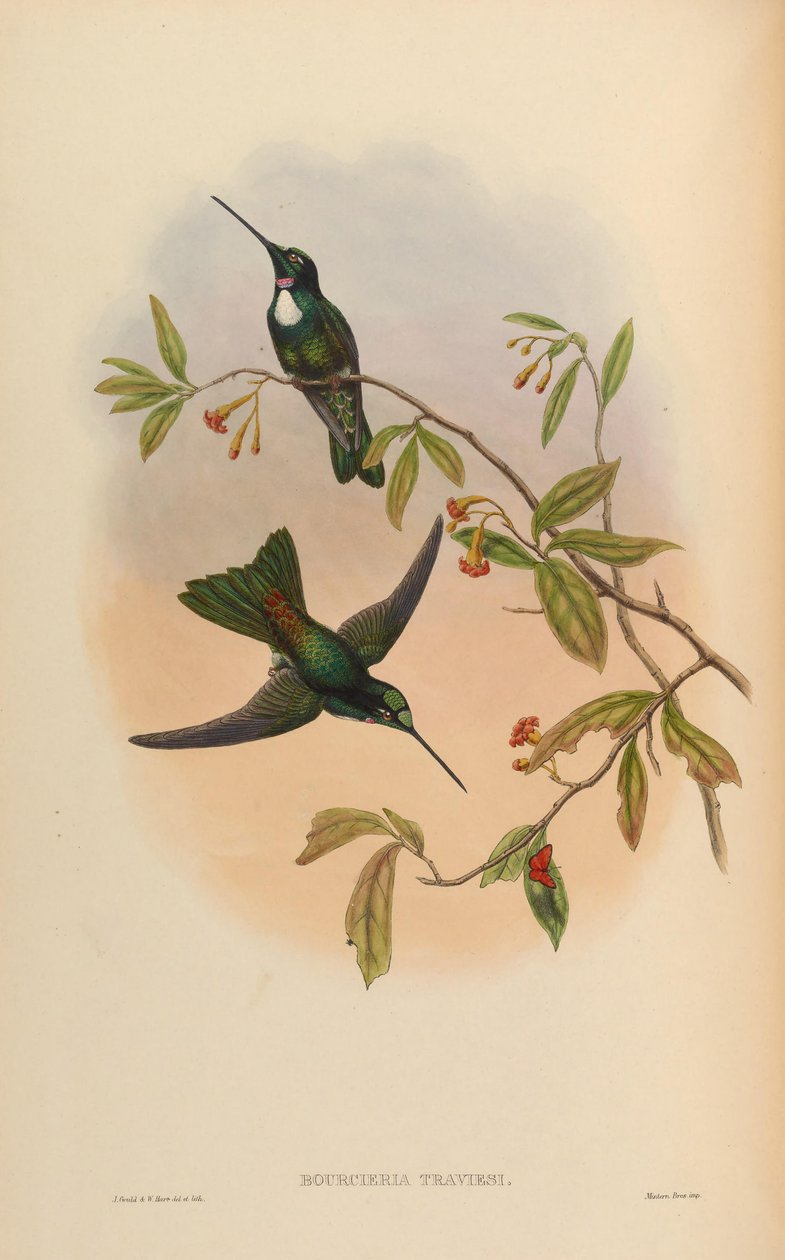 حشرة البوريكريريا = Coeligena torquata torquata بواسطة جون جولد