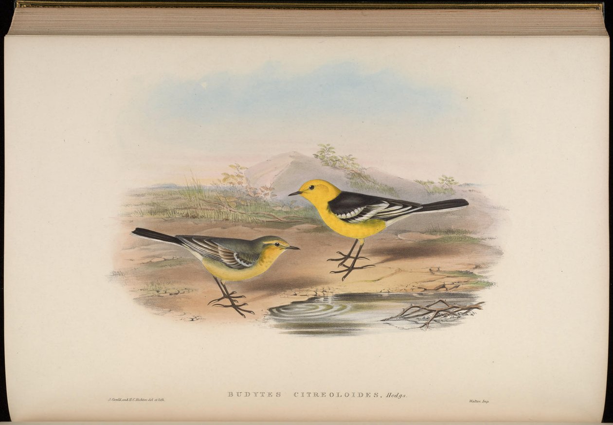 Budytes citreoloides = Motacilla citreolus citreoloides بواسطة جون جولد