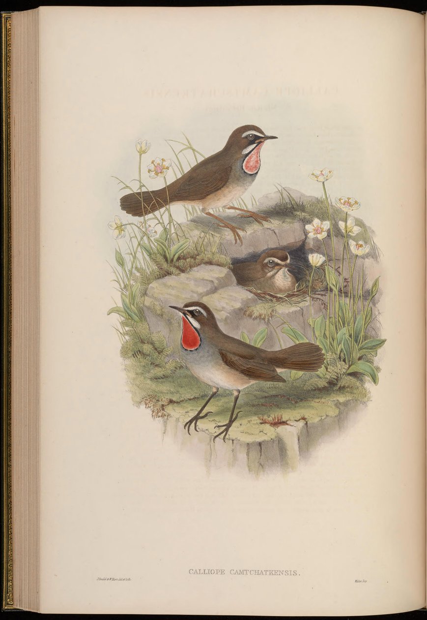 Camiope camtschatkensis = Luscinia calliope camtschatkensis [] بواسطة جون جولد