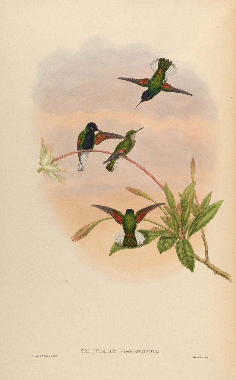 Callipharus nigriventris = Eupherusa nigriventris بواسطة جون جولد