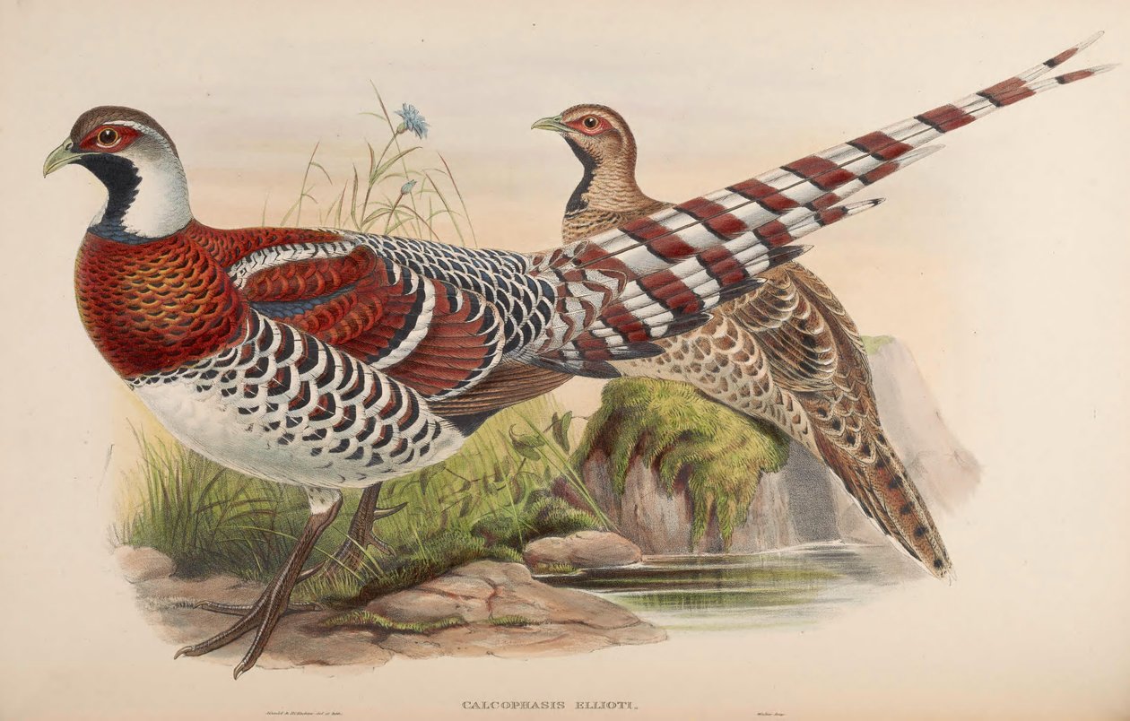 Calophasis ellioti = Syrmaticus ellioti بواسطة جون جولد