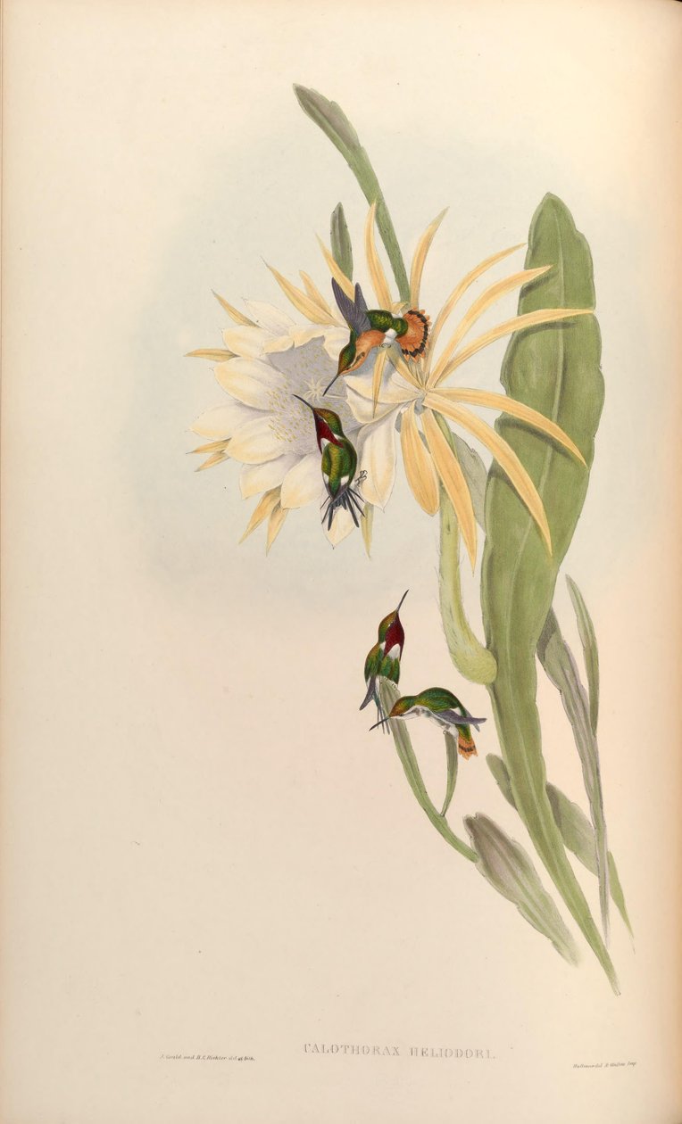 Calothorax heliodor = Chaetocercus heliodor بواسطة جون جولد