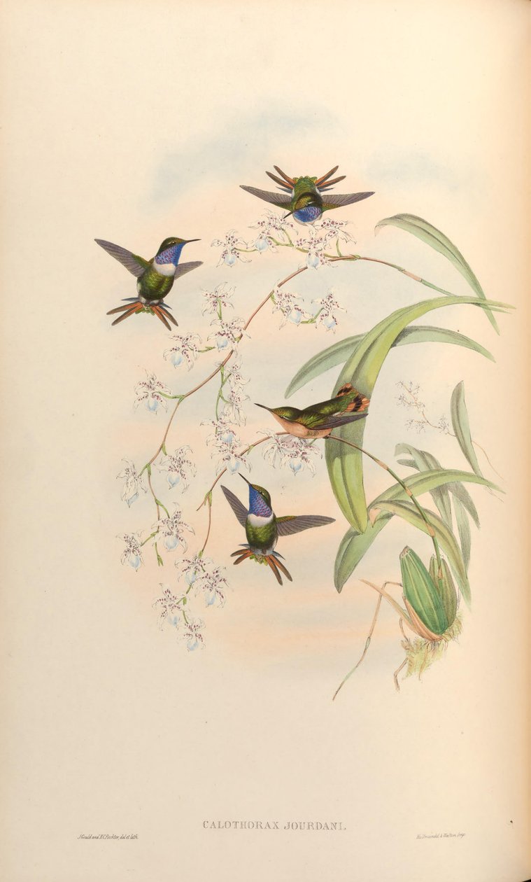 Jourdani Calothorax = Chaetocercus jourdanii بواسطة جون جولد
