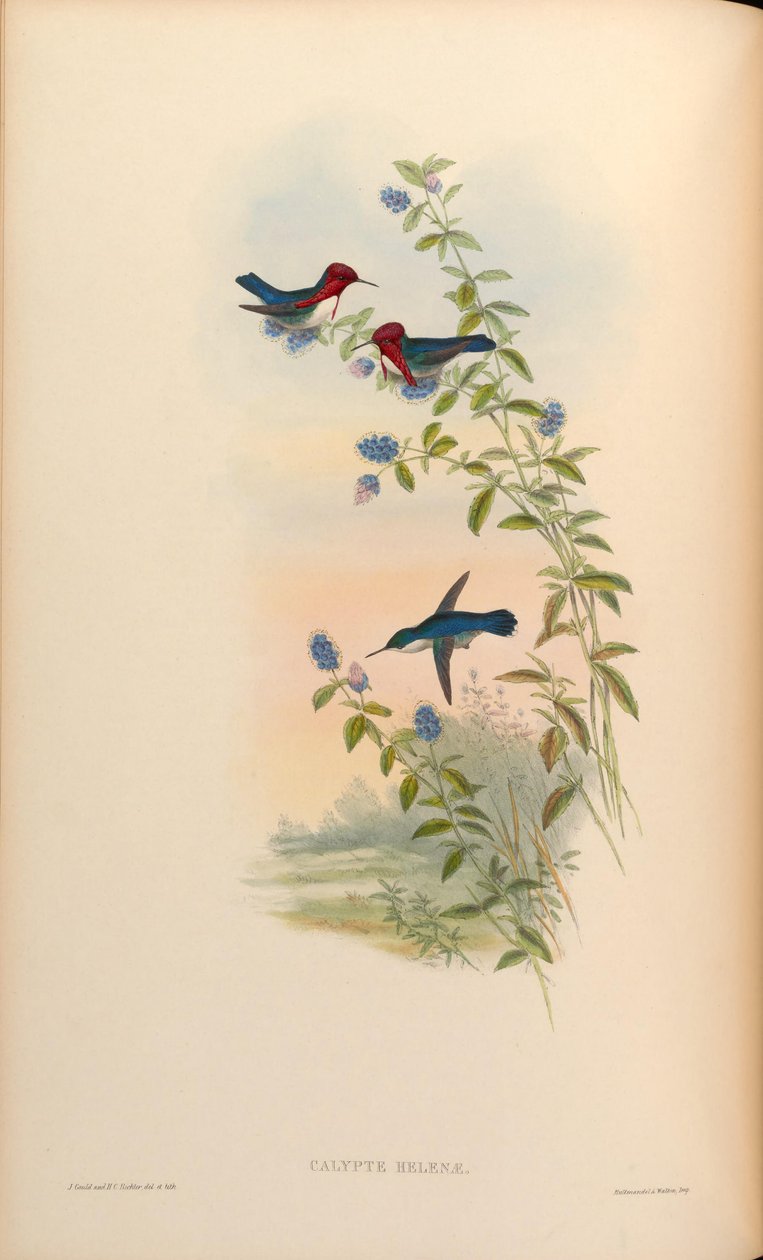 Calypte Helens = Mellisuga helenae بواسطة جون جولد