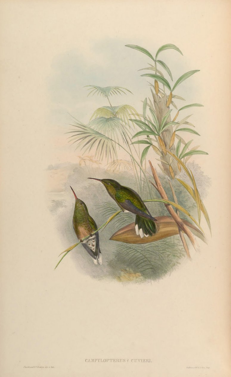 Campylopterus cuvierii = Phaeochroa cuvierii maculicauda بواسطة جون جولد