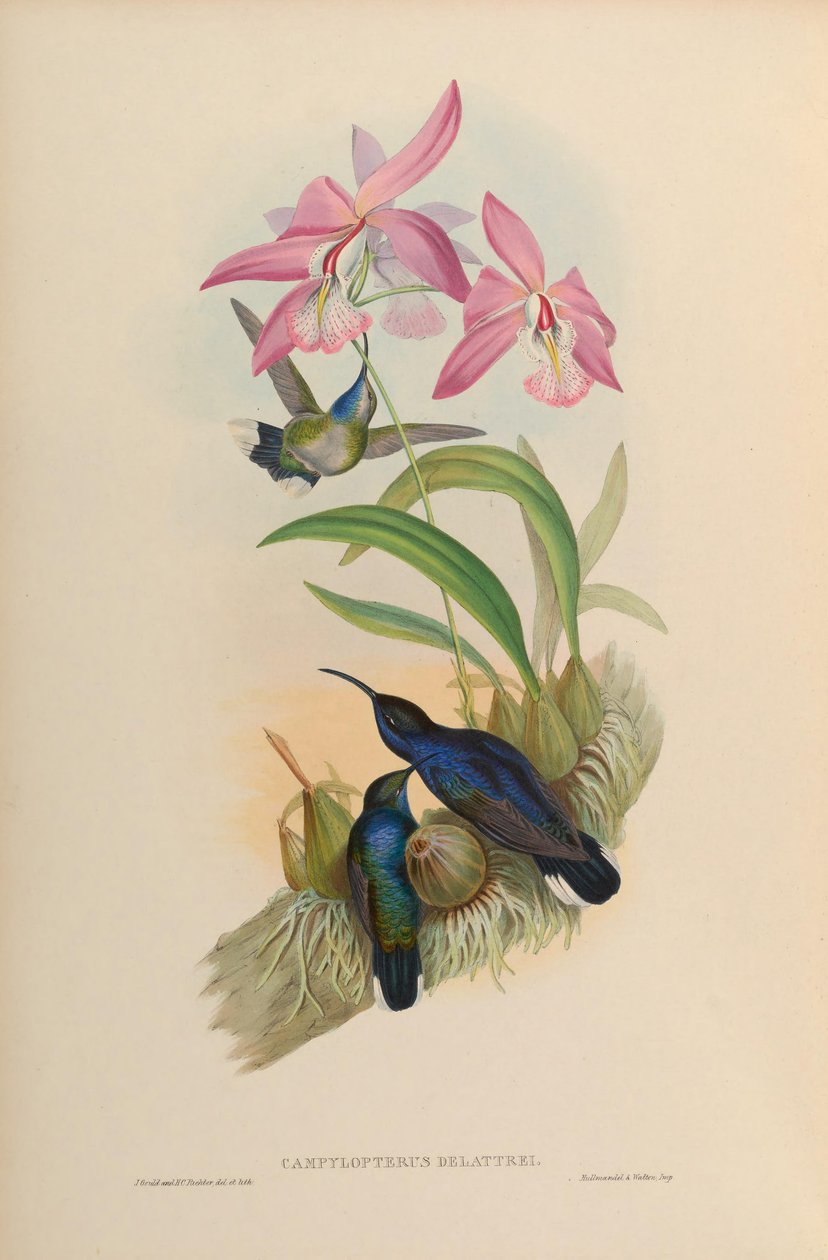 Campylopterus delattrei = Campylopterus hemileucurus hemileucurus بواسطة جون جولد
