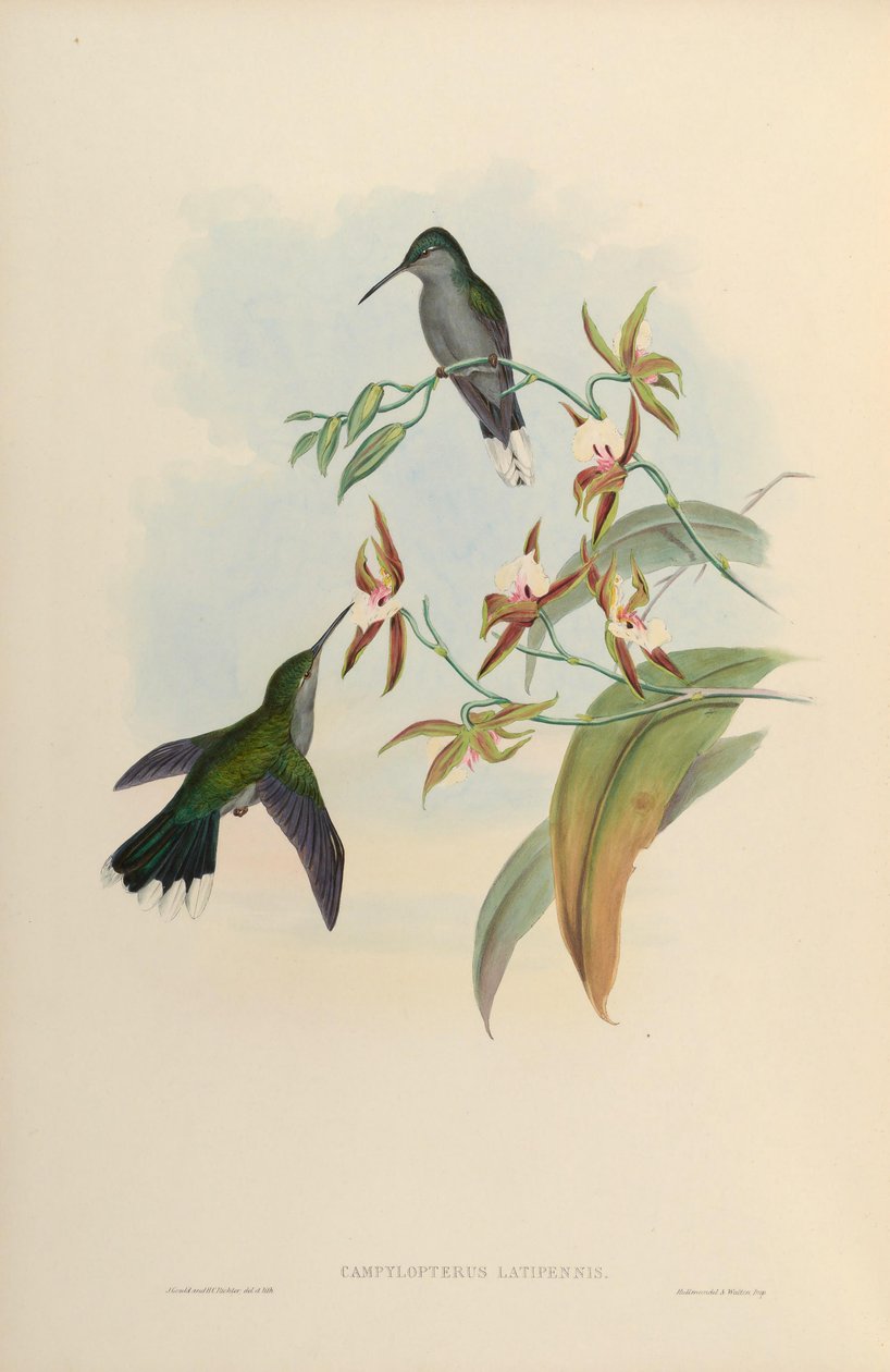 Campylopterus latipennis = العطيفة الحلزونية بواسطة جون جولد