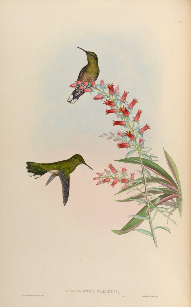 العطيفة روبرت = Phaeochroa cuvierii روبرت! بواسطة جون جولد