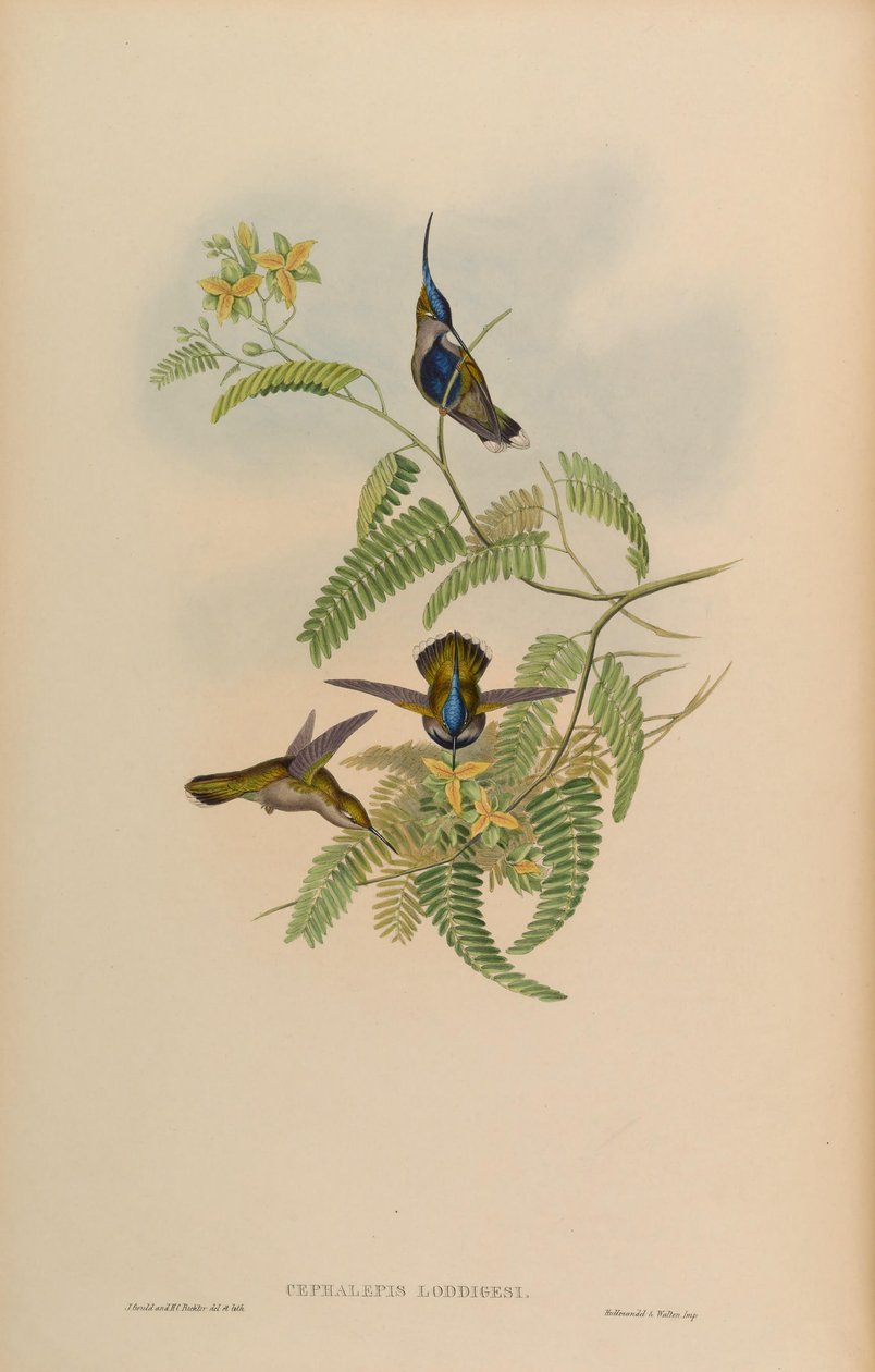 Cephalepis loddigesi = ستيفانوكسيس من Loddigesii بواسطة جون جولد