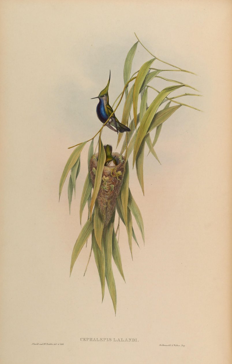 Cephallepis delalandii = Stephanoxis بأعداد كبيرة بواسطة جون جولد