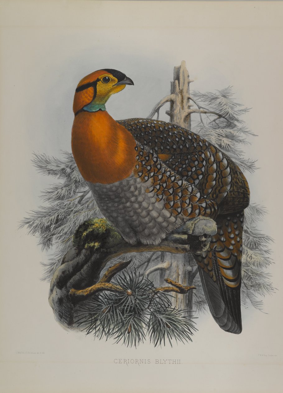 Ceriornis Blythii: Blyths Trazapan بواسطة جون جولد