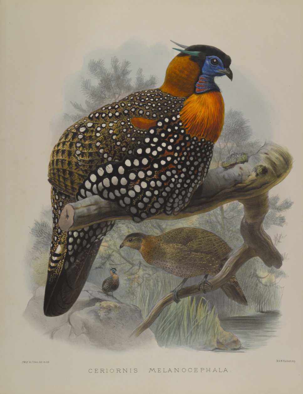 Ceriornis Melanocephala بواسطة جون جولد