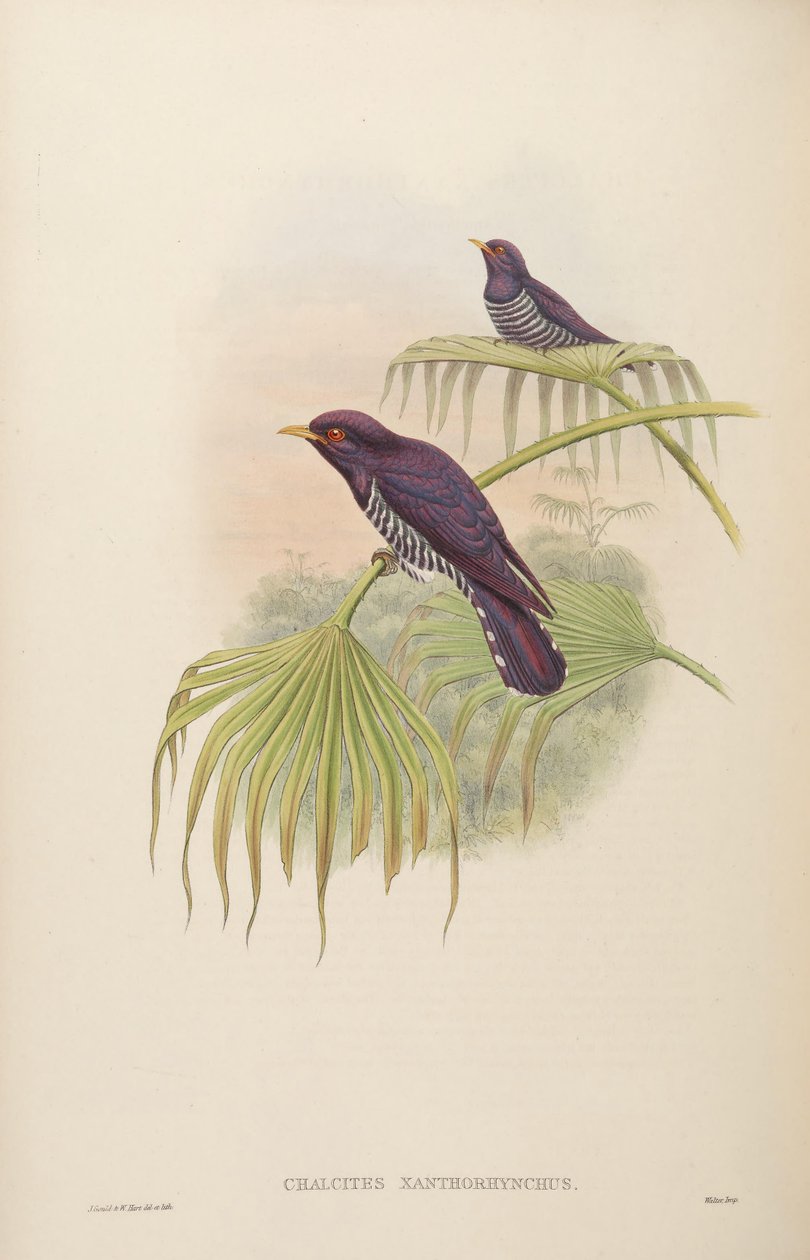الكالسيتات xanthorhynchus = المكورات العنقودية xanthorhynchus بواسطة جون جولد