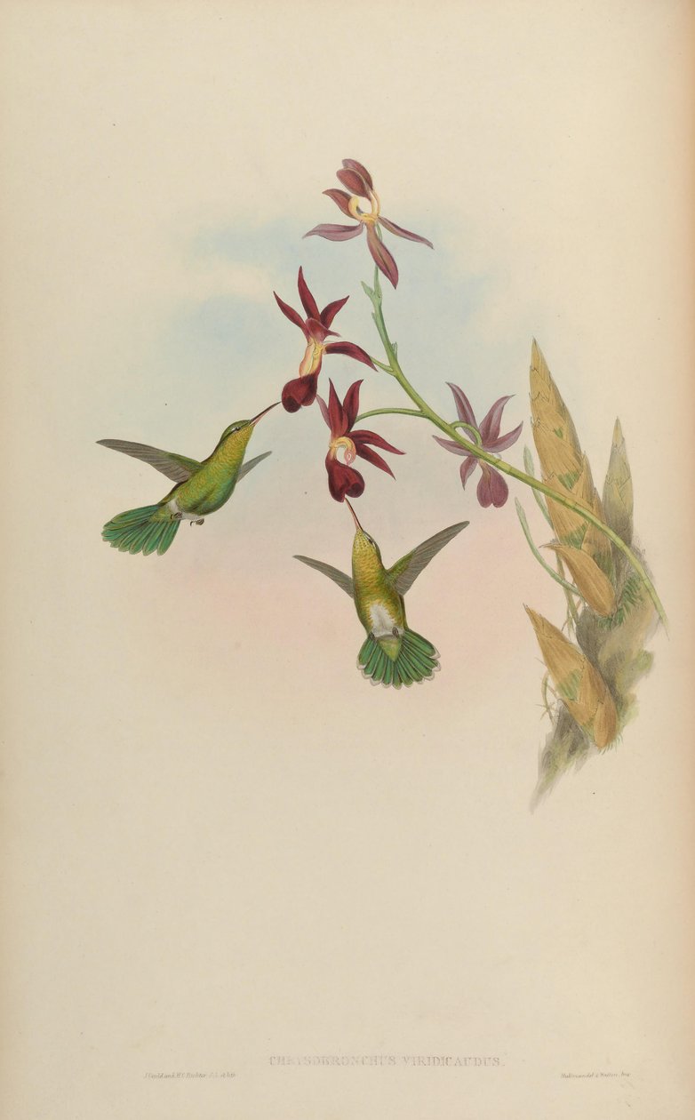 Chrysobronchus viridicauda = Amaxilia viridicauda بواسطة جون جولد