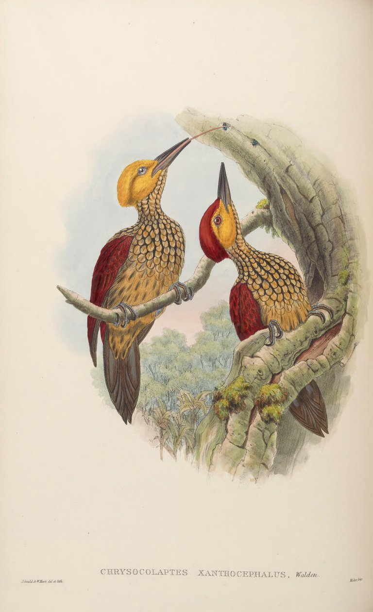 Chrysocolaptes xanthocephalus بواسطة جون جولد