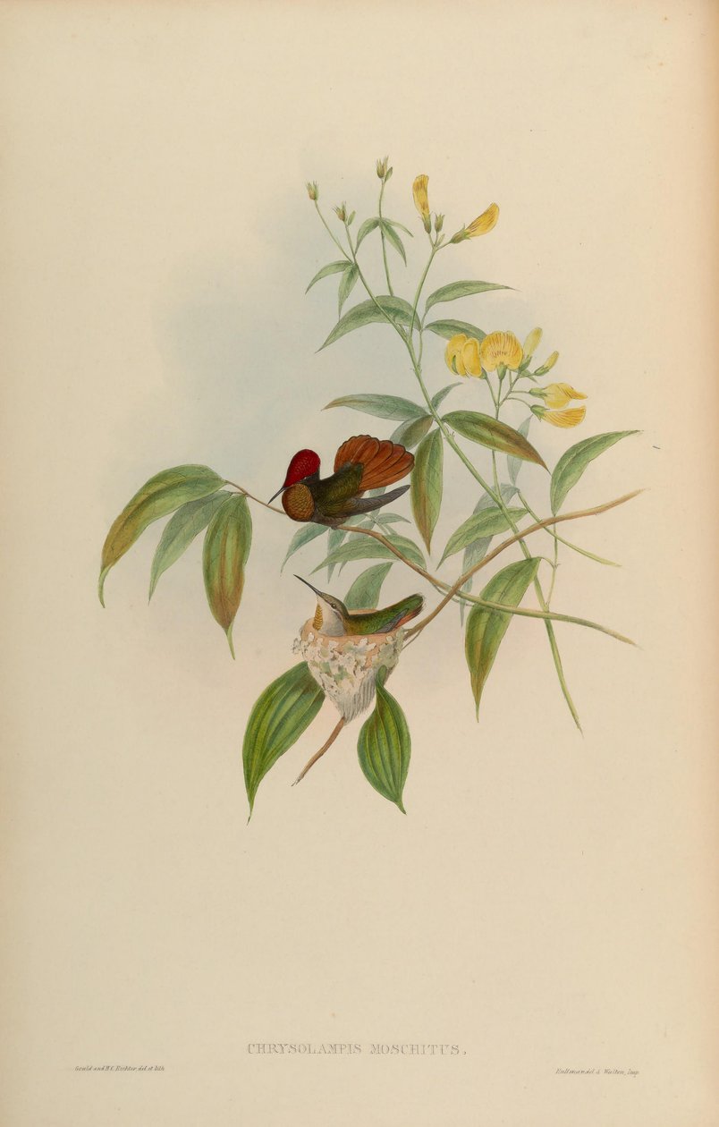Chrysolampis moschitus بواسطة جون جولد