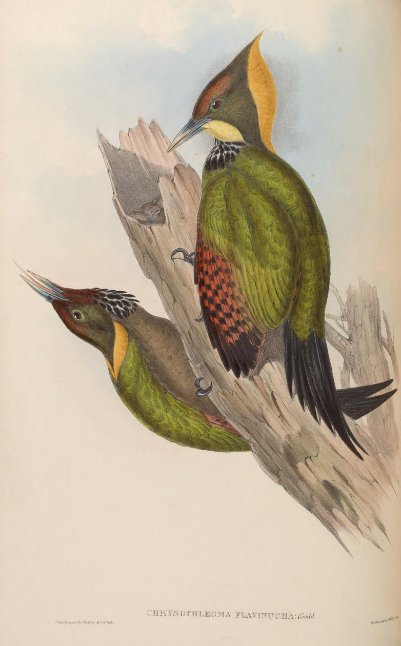 Chrysophlegma flavinucha = Picus flavinucha بواسطة جون جولد
