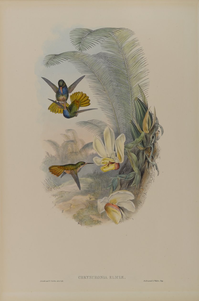 Chrysuronia Eliciae: Golden Tail Elicias بواسطة جون جولد
