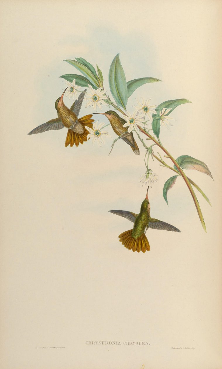 Chrysuronia chrysura = Hylocharis chrysura بواسطة جون جولد